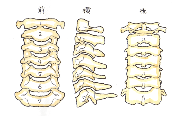 頚椎のメカニズム