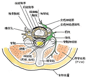 頚椎の解剖イメージ