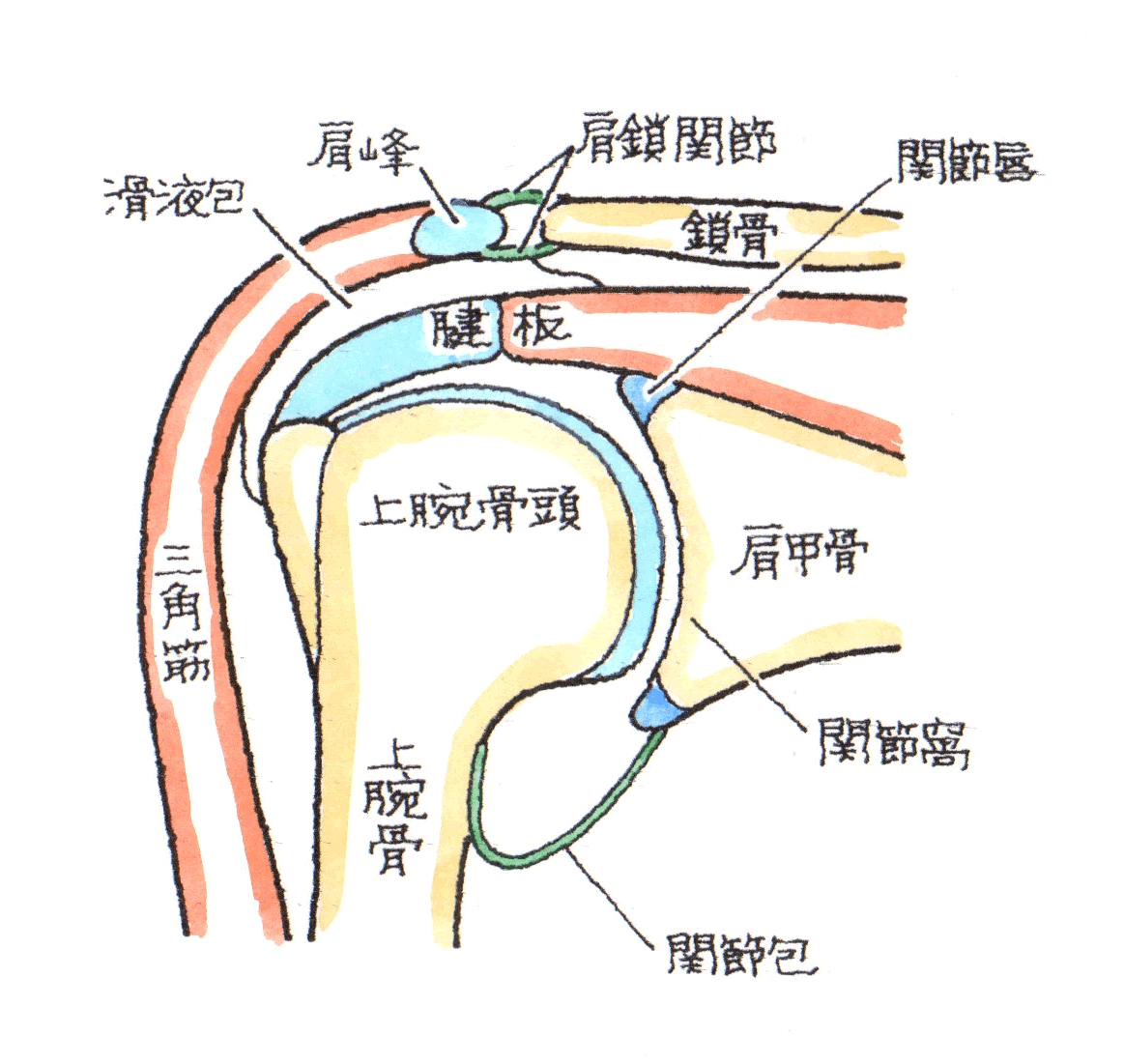肩関節の解剖図１