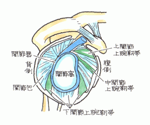 肩関節の解剖図２