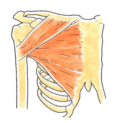 三角筋と大胸筋