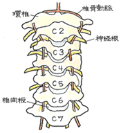 頚椎の構造