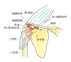 肩鎖関節解剖図