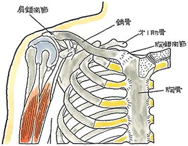 胸鎖関節解剖図