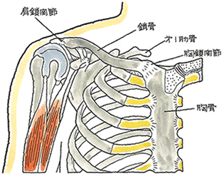 鎖骨の構造