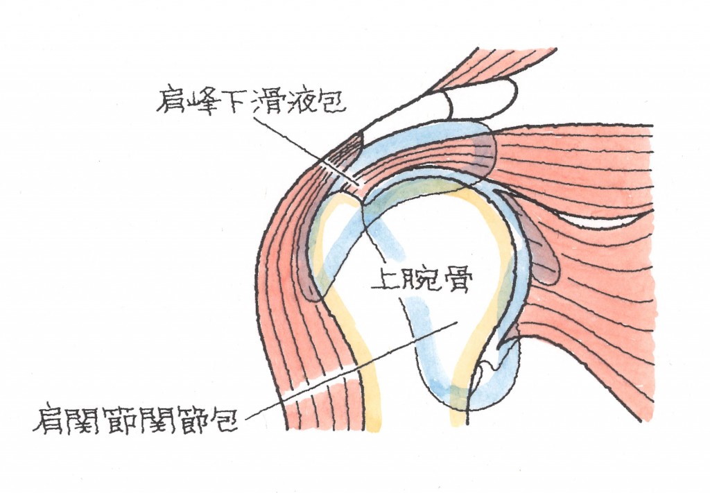 肩関節脱臼２