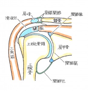 反復性肩関節脱臼