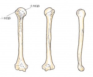 上腕骨近位端骨折４