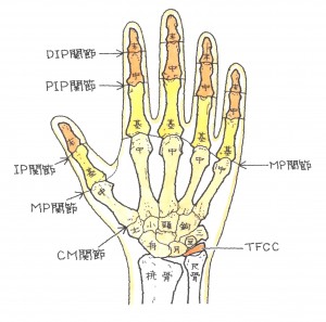 手根骨の骨折　月状骨脱臼