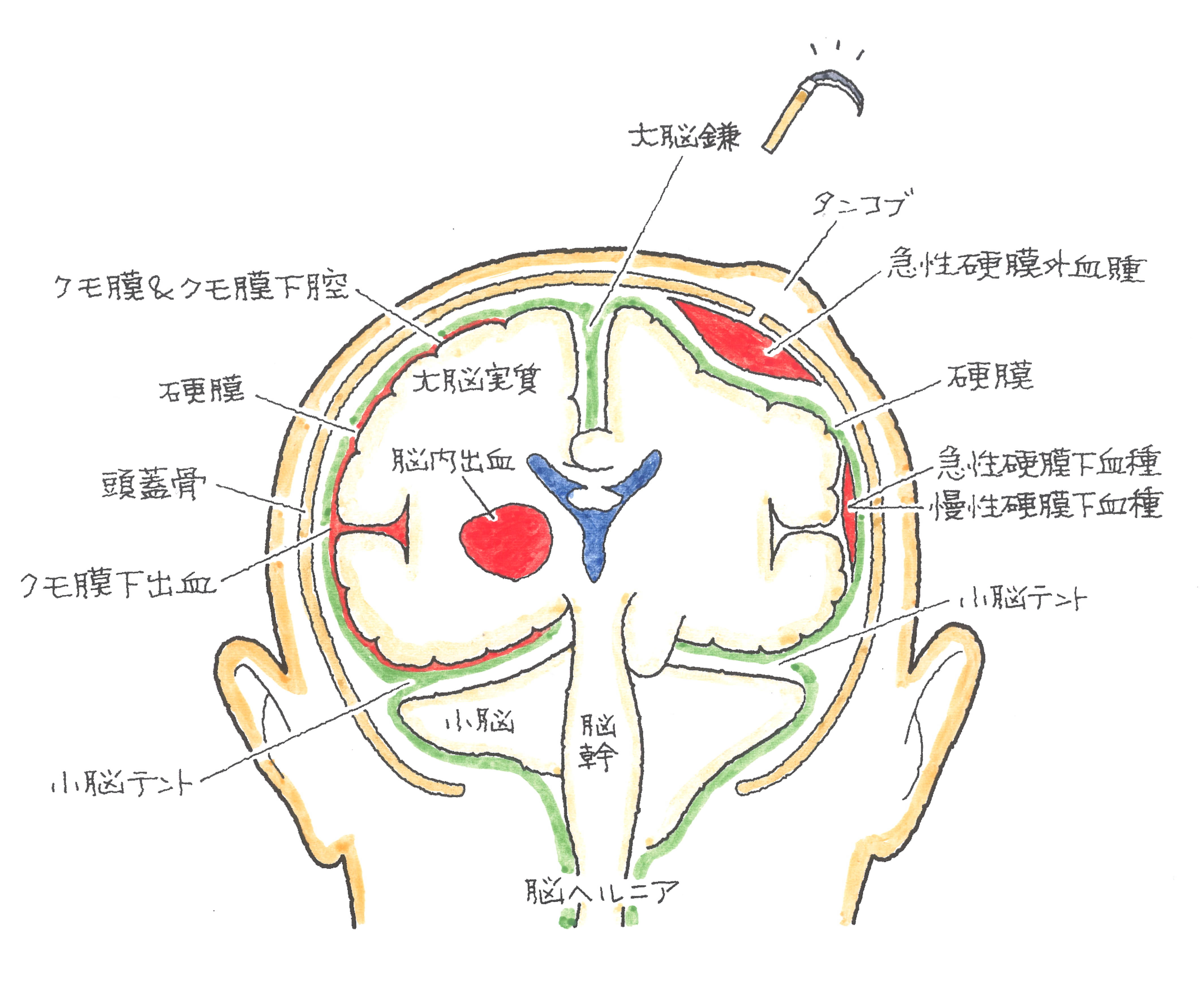 24-1　頭部外傷　頭部の構造について