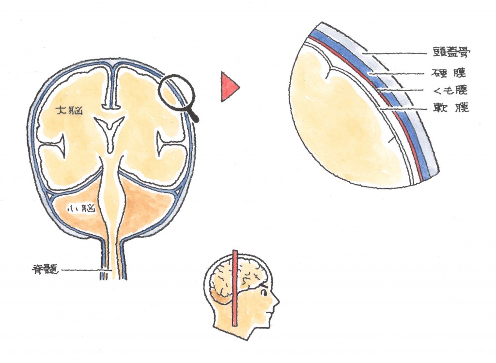頭部外傷　頭部の構造について