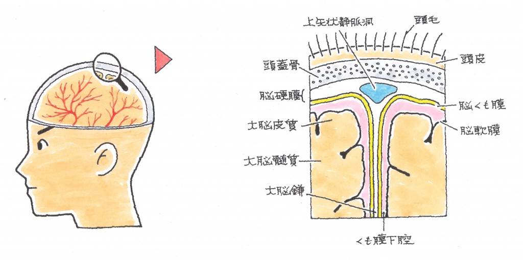 頭部外傷　頭部の構造について