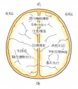 頭部外傷　頭部の構造について