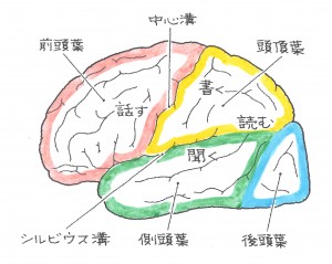 頭部外傷　頭部の構造について